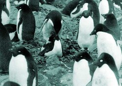 Pora pingwinich godów
