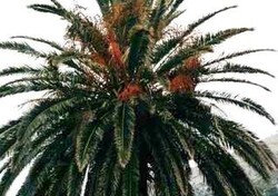 Przyroda Chorwacji w fotografii Wiesława Mikuckiego - palma
