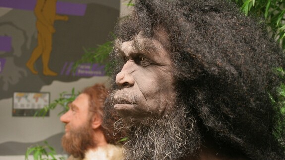 Homo erectus - jedna z najlepszych na świecie rekonstrukcji człowieka wyprostowanego 