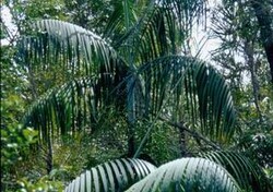 Madagaskar - ginący świat - roślinność Madagaskaru