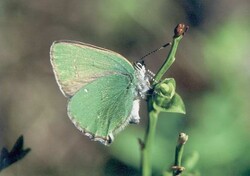 Motyle Przemysława Klimczuka