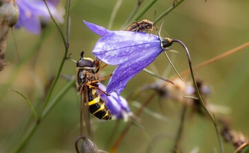 wystawa Kolorowy świat owad&oacute;w