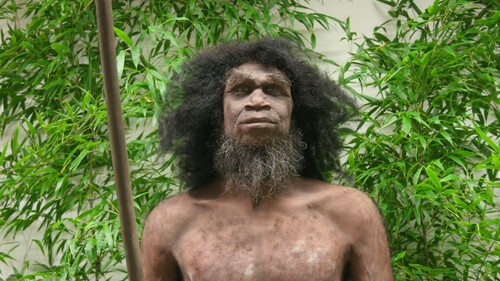 Homo erectus - jedna z najlepszych na świecie rekonstrukcji człowieka wyprostowanego 