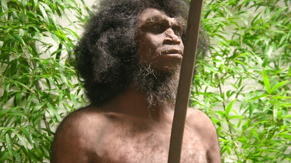 Homo erectus - jedna z najlepszych na świecie rekonstrukcji człowieka wyprostowanego 