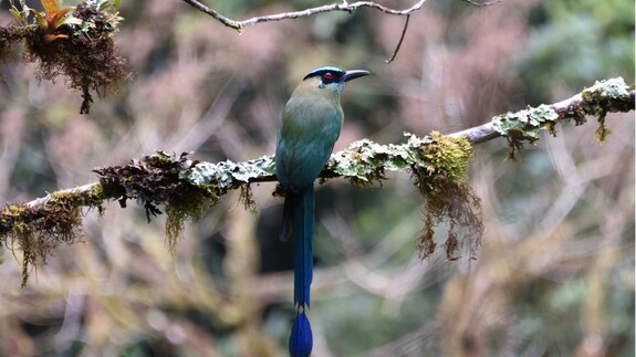 Amazonia – wyprawa do krainy bioróżnorodności