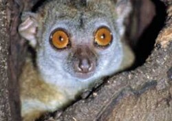 Madagaskar - ginący świat - Tsingi – lemury