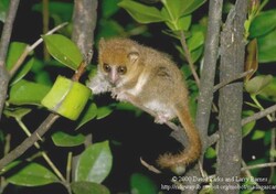 Madagaskar - ginący świat - Zwierzęta