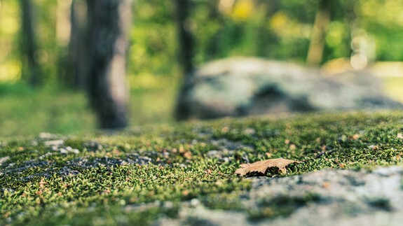 tu powstanie Park Bioróżnorodności