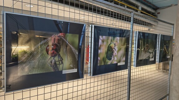 wystawa Kolorowy świat owad&oacute;w