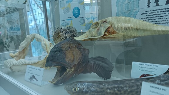 Wystawa Ryby z jezior, mórz i oceanów