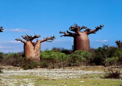 Madagaskar - ginący świat - baobaby