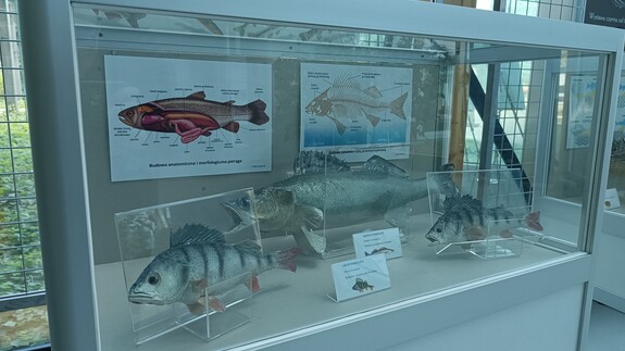 Wystawa Ryby z jezior, mórz i oceanów
