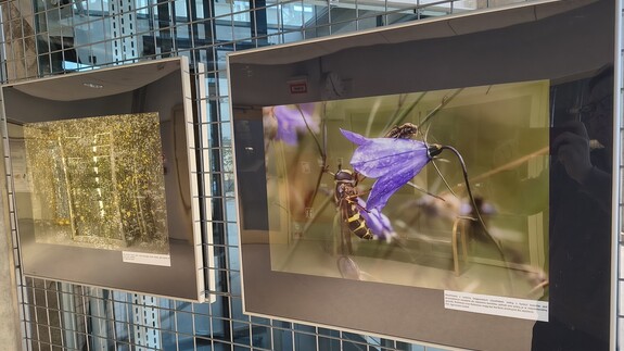 wystawa Kolorowy świat owad&oacute;w