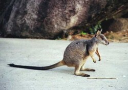 Przyroda Australii - wystawa Joanny Rybak