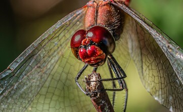 wystawa Kolorowy świat owad&oacute;w