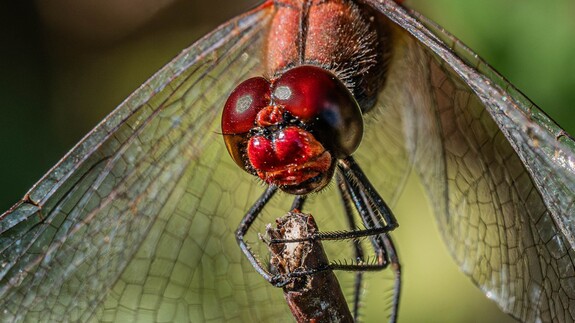 wystawa Kolorowy świat owad&oacute;w