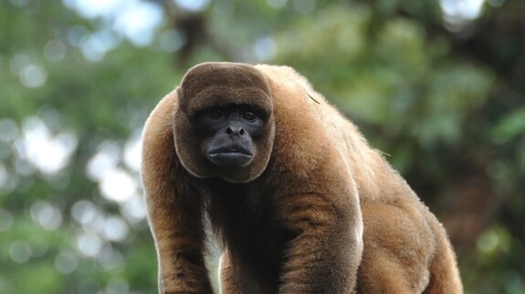 Amazonia – wyprawa do krainy bioróżnorodności