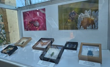 wystawa Kolorowy świat owad&oacute;w