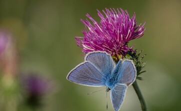 wystawa Kolorowy świat owad&oacute;w