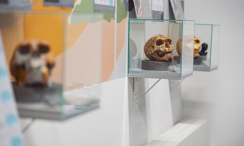 Repliki czaszek hominidów