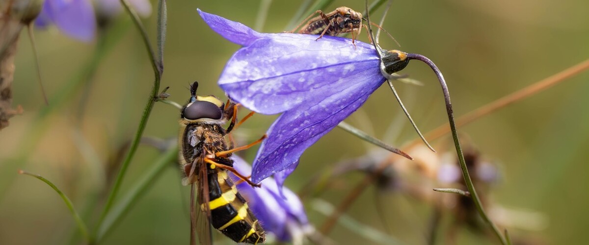 wystawa Kolorowy świat owadów