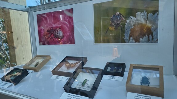 wystawa Kolorowy świat owad&oacute;w