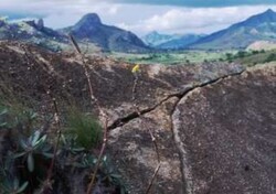 Madagaskar - ginący świat - roślinność Madagaskaru